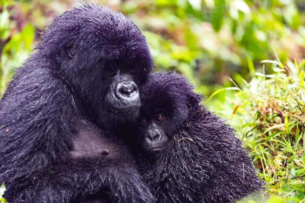 5 Nights Uganda and Rwanda