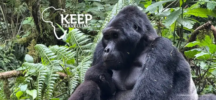 A-large-gorilla-holding-a-baby-gorilla-while-sitting-among-dense-green-forest-plants
