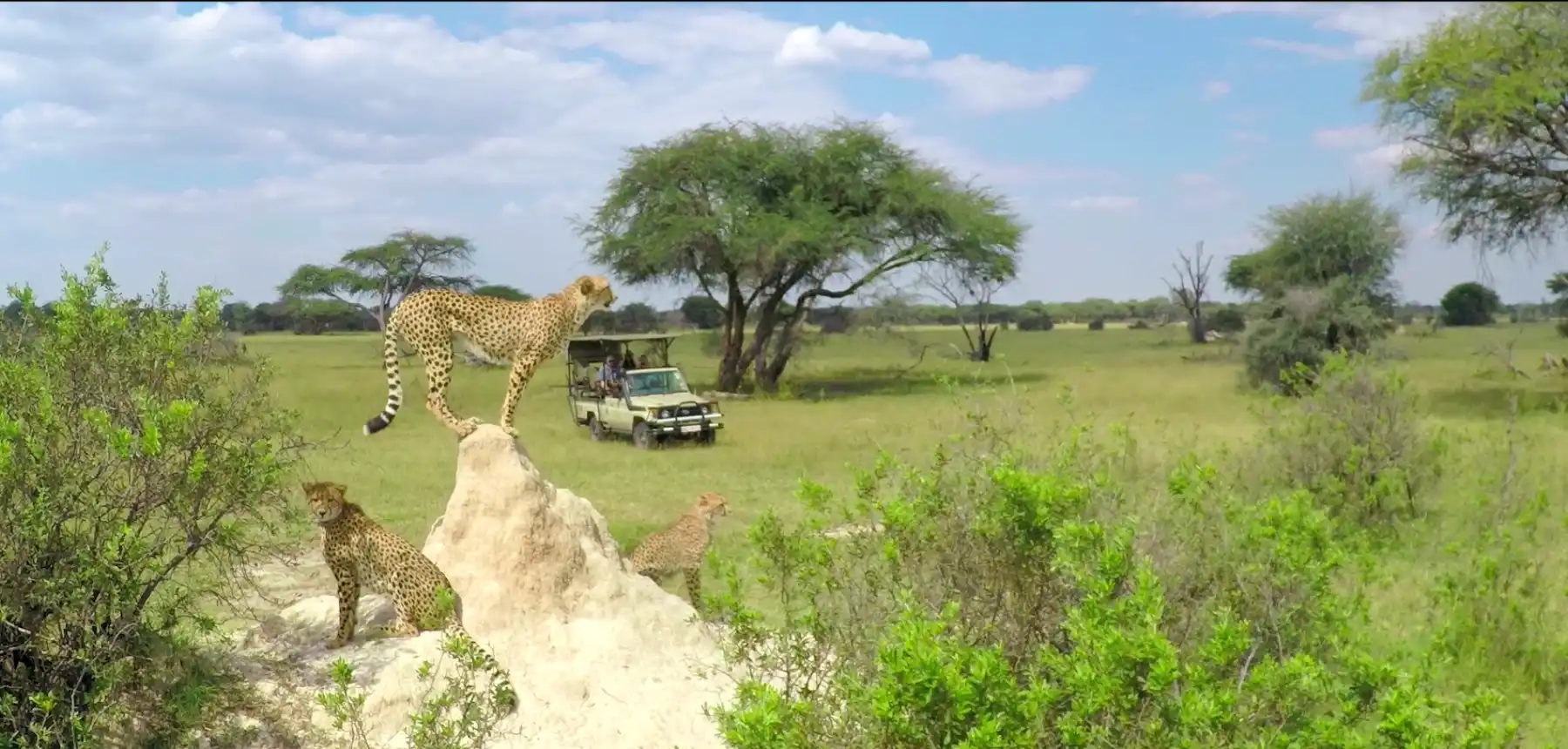 Cheetahs scanning the landscape from a high mound in a wide, sunny savanna with trees and a safari truck nearby