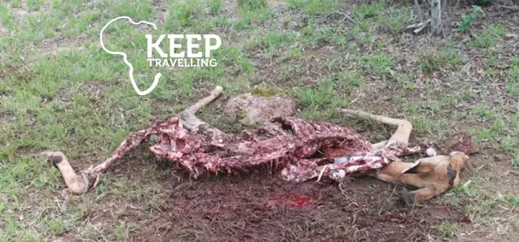 Fresh-Impala-kill-near-Plains-Camp