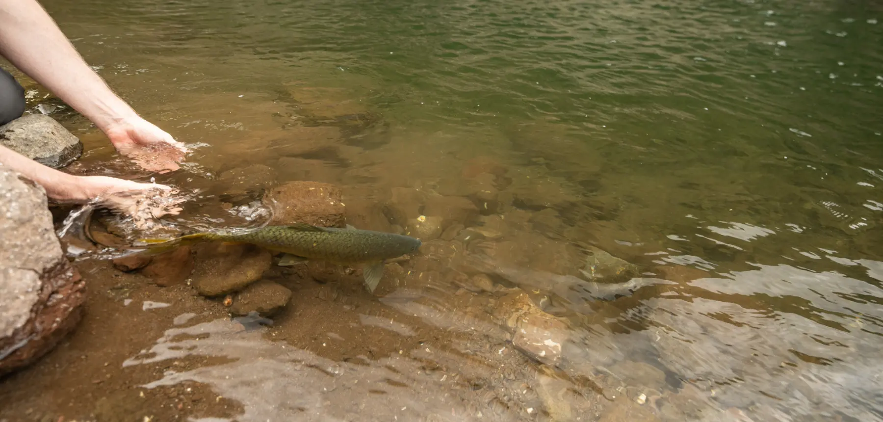 Fish being released into clear river water by hand