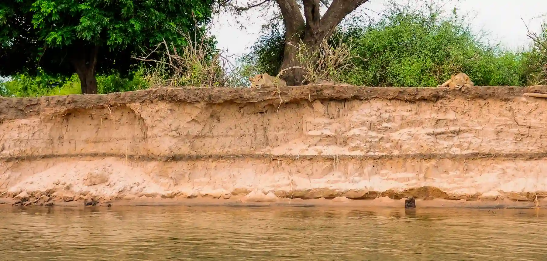 Lions resting on a sandy riverbank above the water in a quiet safari setting