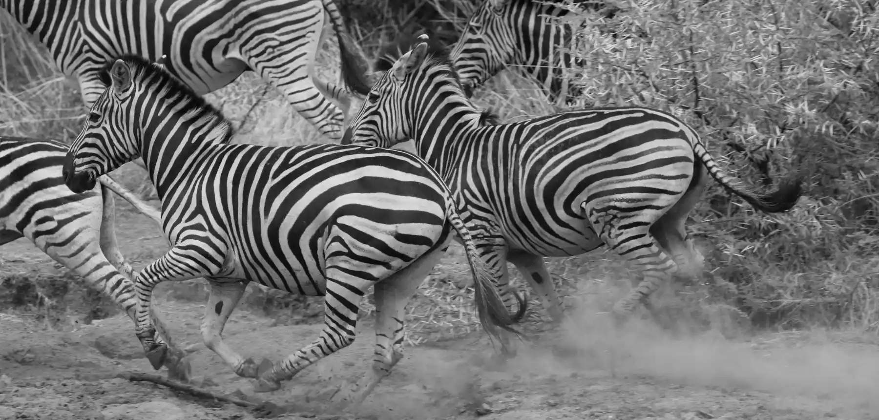 Zebras running through dusty ground in black and white wildlife scene