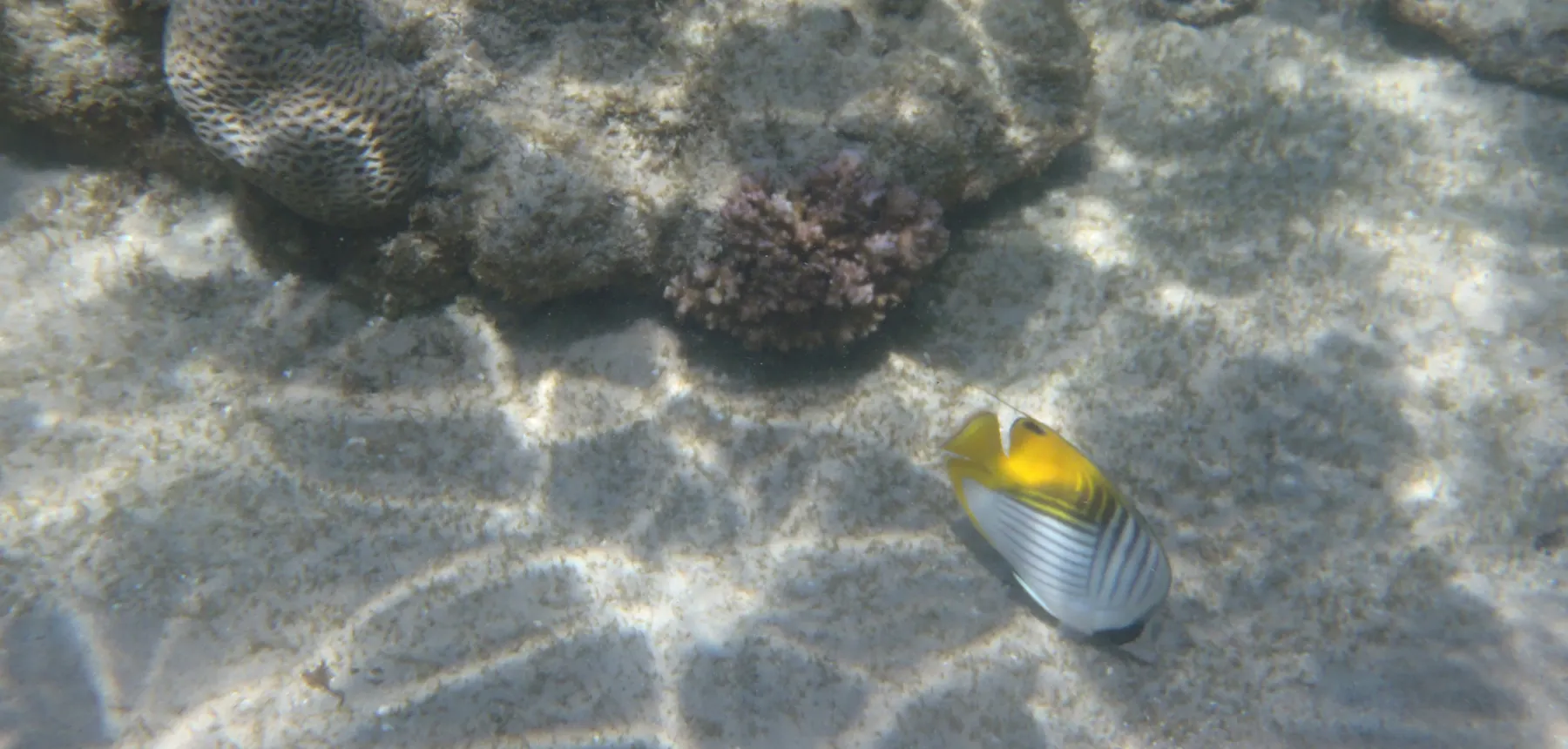 Tropical fish swimming over a coral reef in clear shallow ocean water