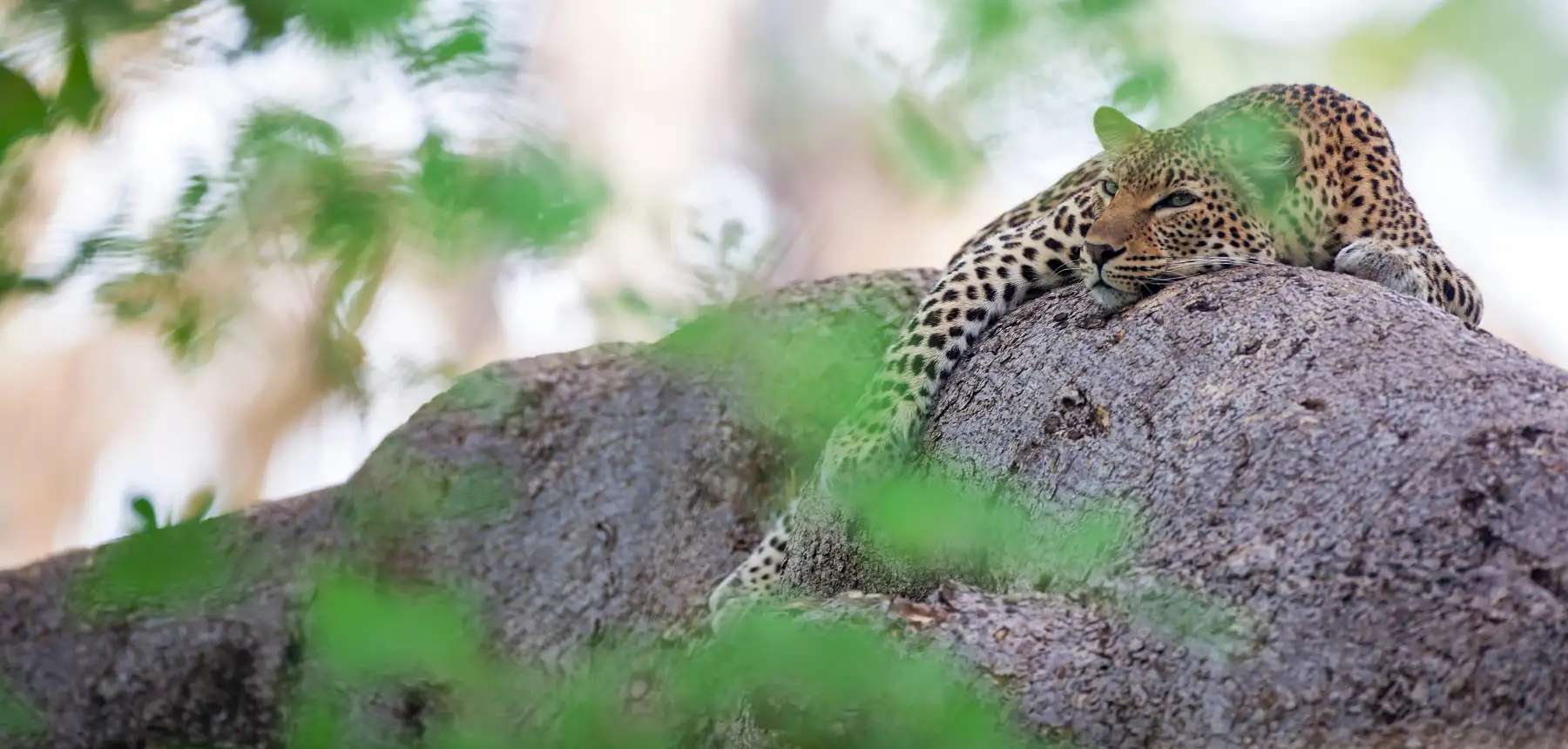 Leopard resting on a large tree branch surrounded by soft green foliage in the wild