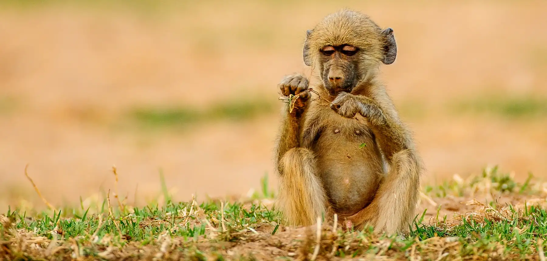 Baboon sitting on dry ground picking at grass in an African savannah setting