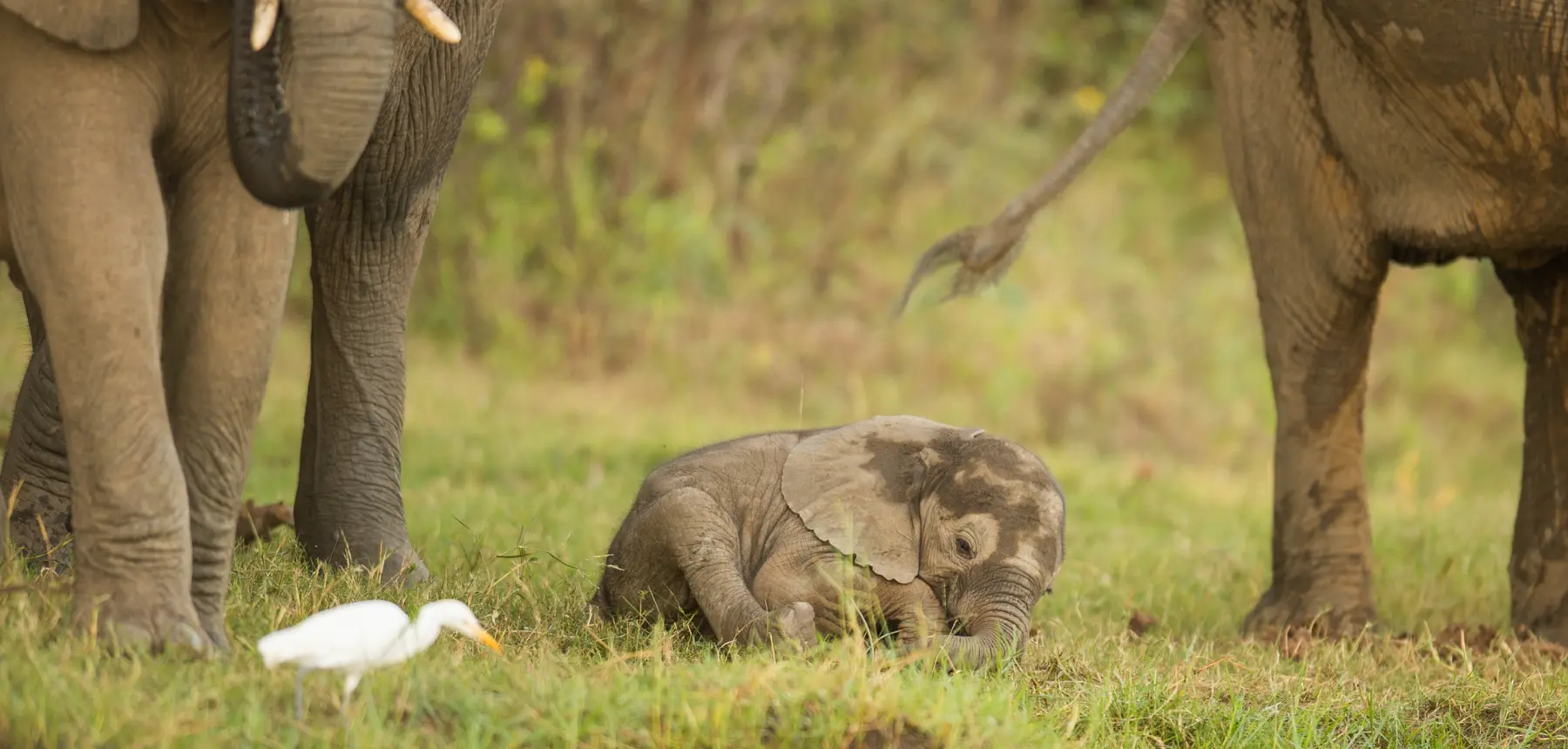 Elephant calf lying in grass surrounded by adult elephants in a natural safari environment