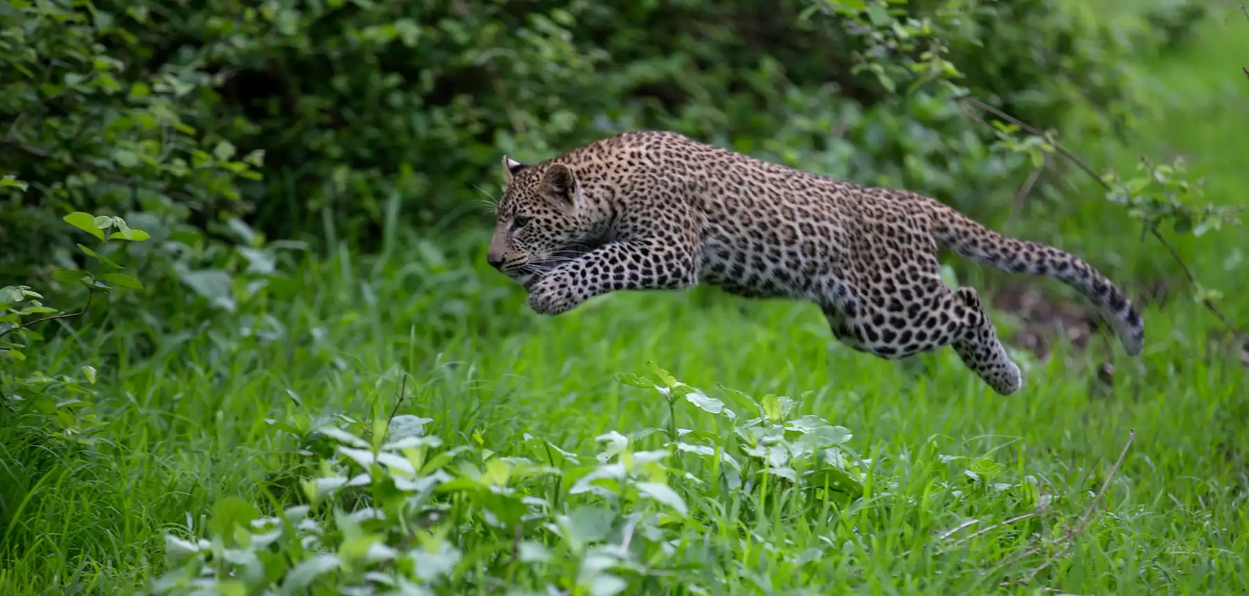 Leopard mid-air leaping through green bush during a wildlife safari in Africa