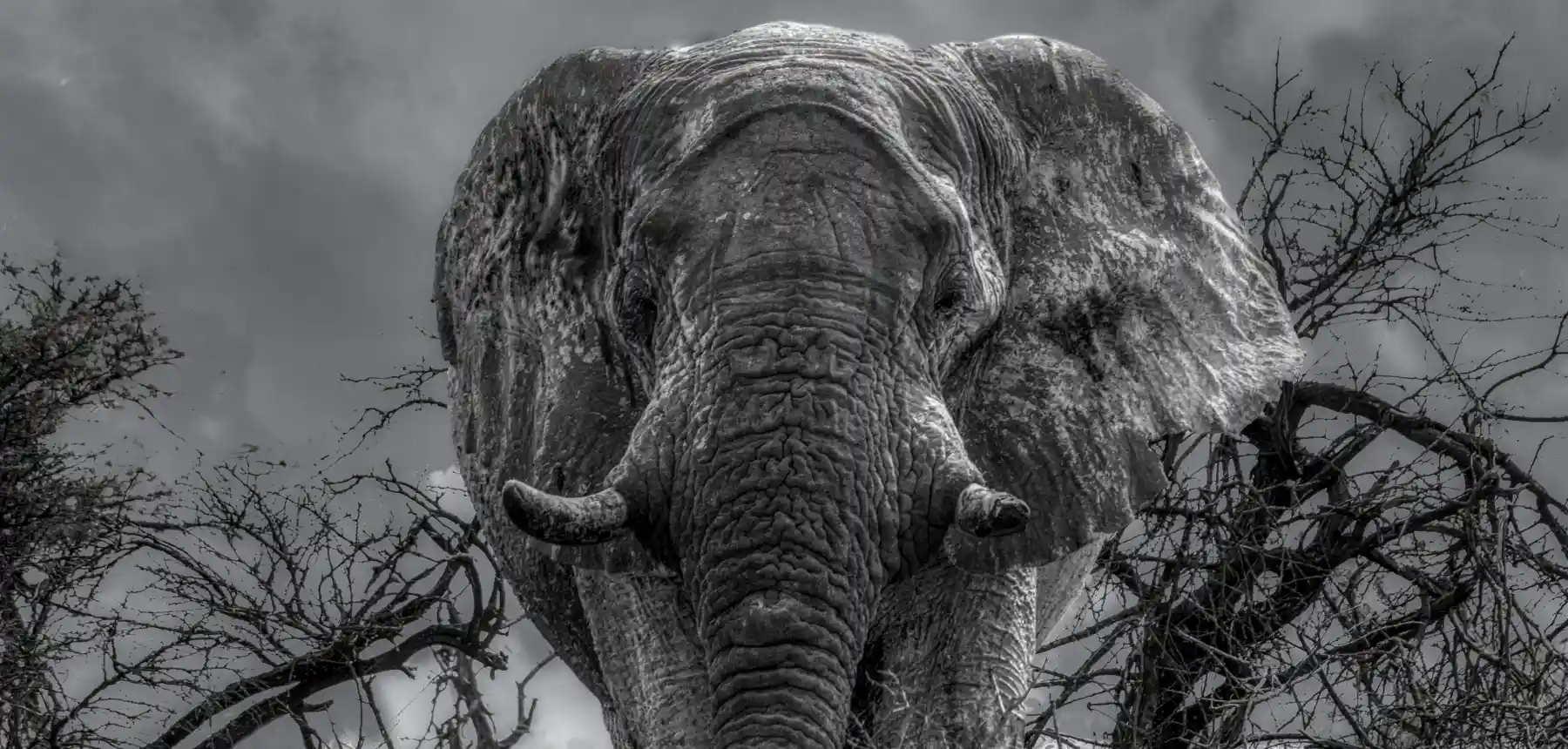 Close up of elephant face with textured skin in black and white