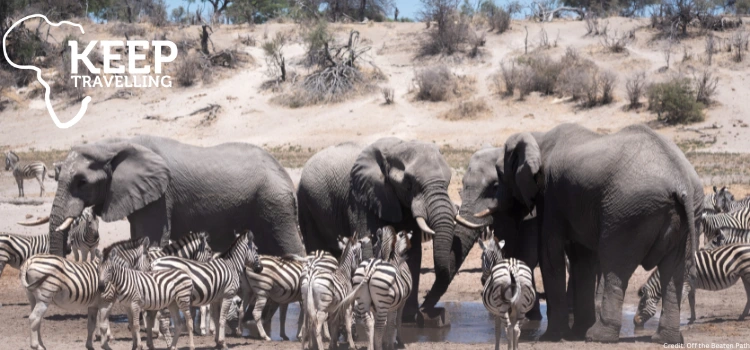 Elephants and zebras gathered at a waterhole in Botswana