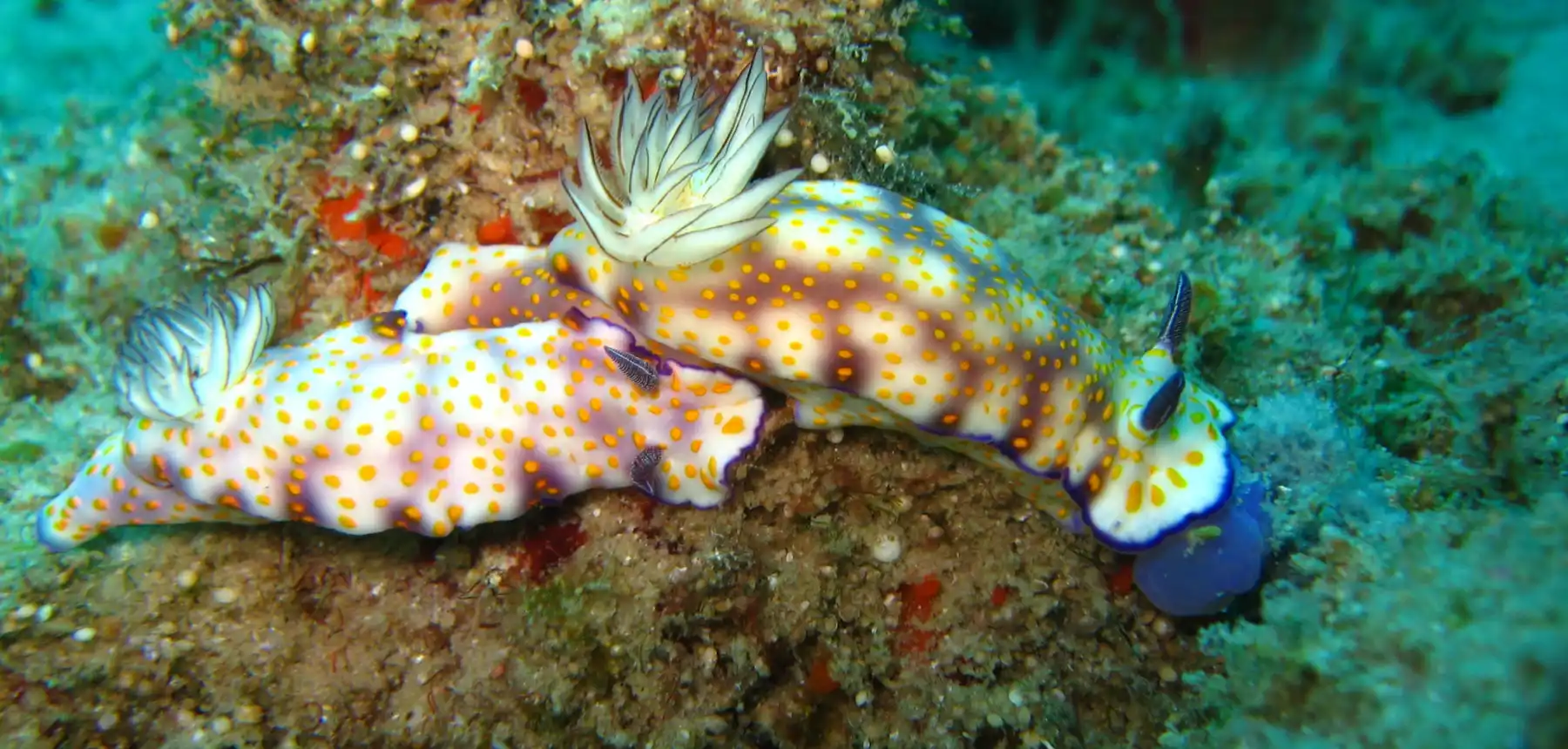 Colourful nudibranch sea slugs on a coral reef during a scuba diving experience