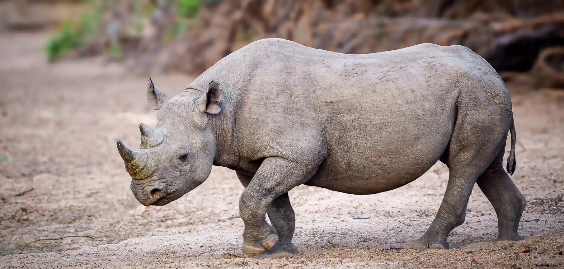 Rhinoceros walking across dusty terrain in an African wildlife reserve