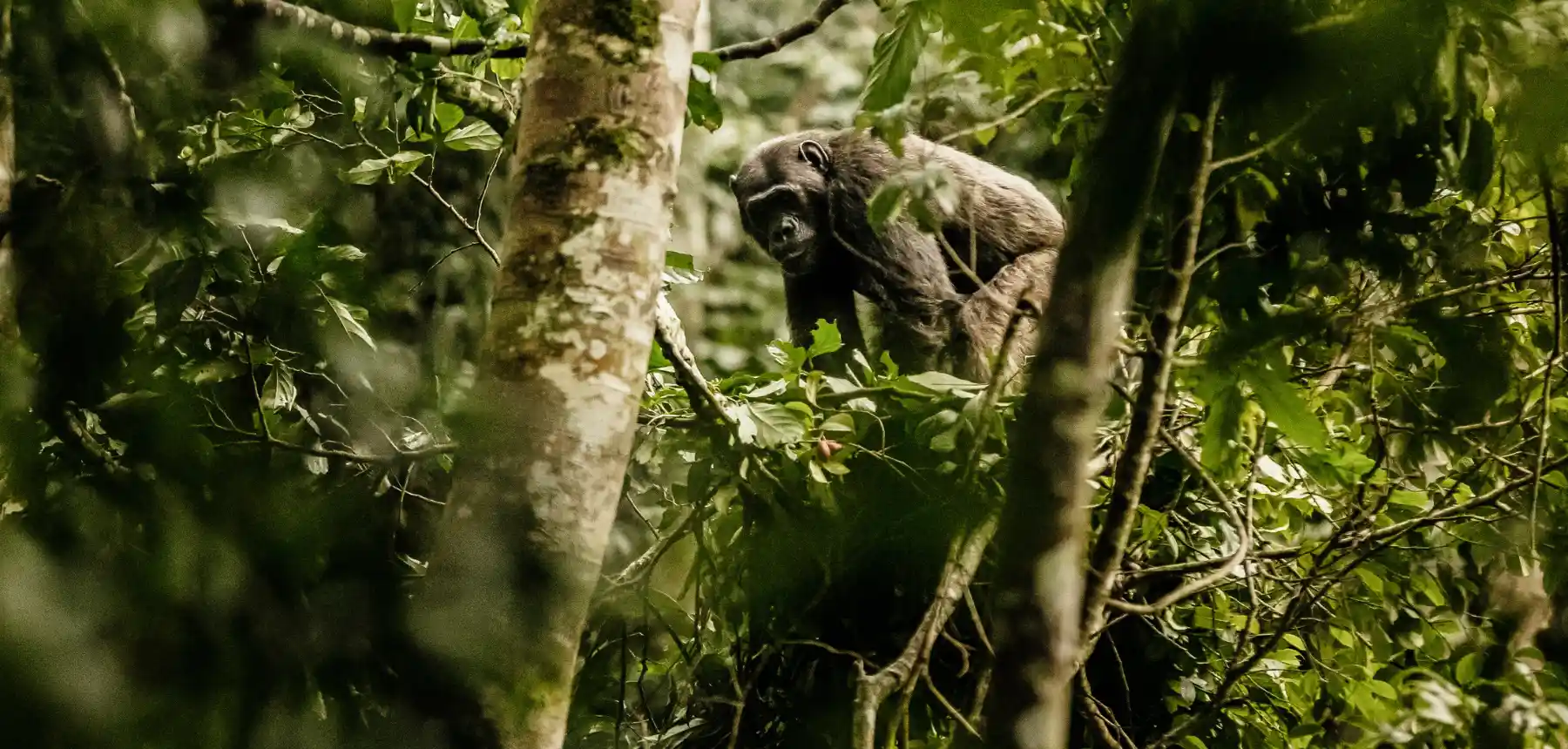 Chimpanzee moving through dense rainforest foliage