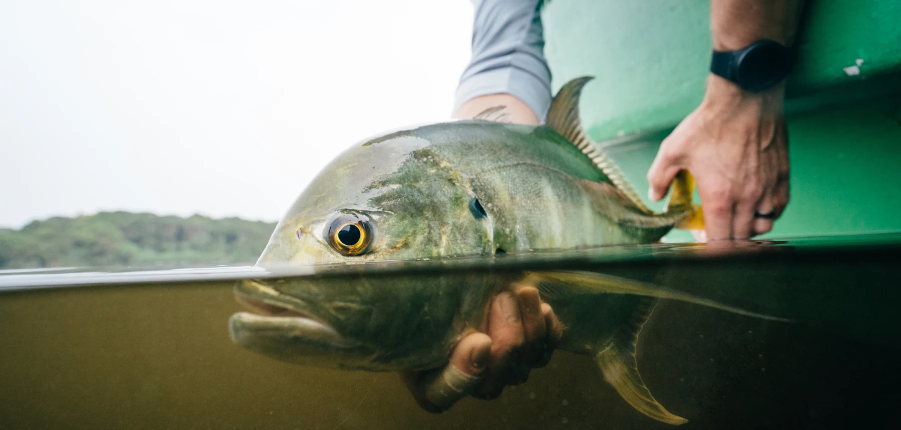 Close-up of fish in water during catch and release on African fishing safari