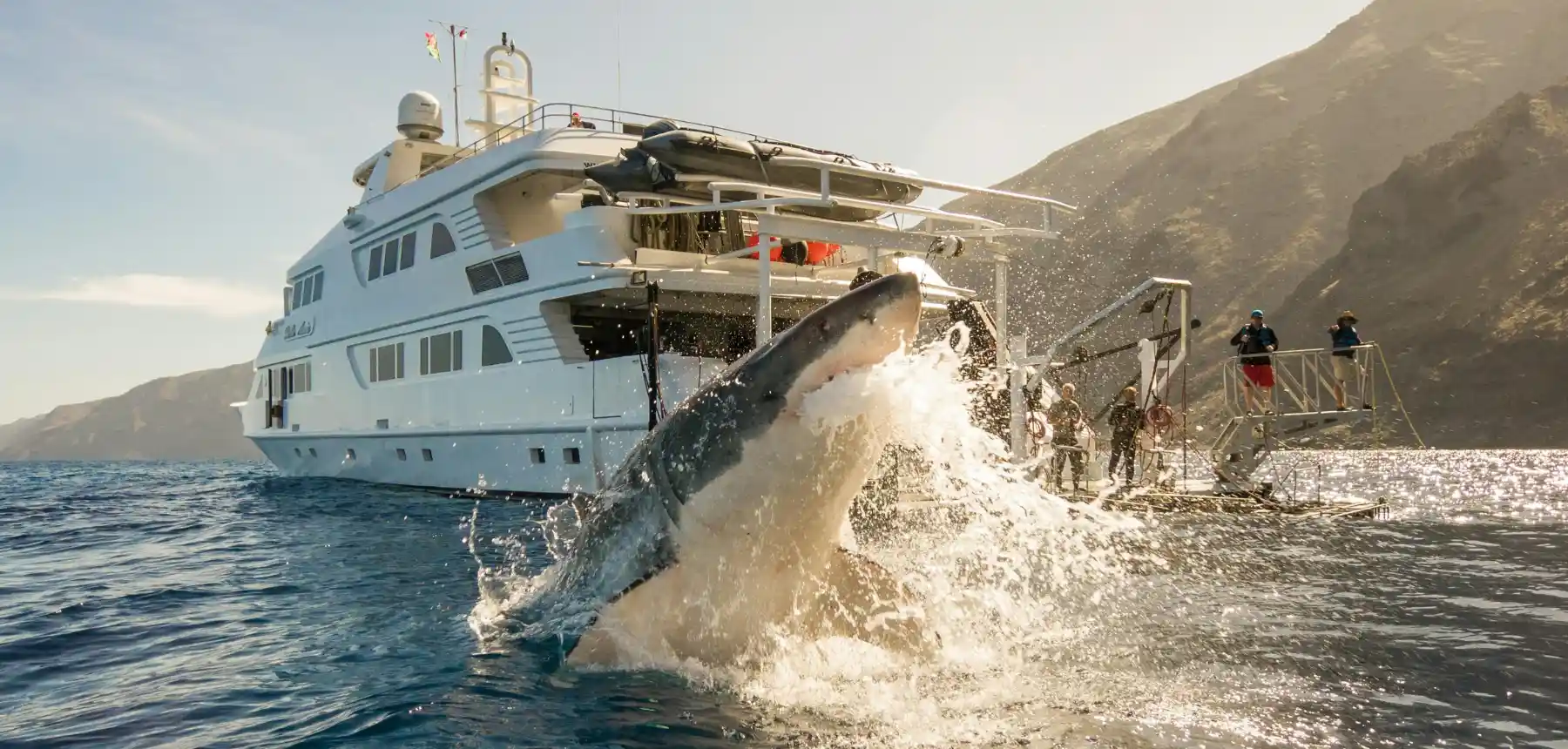 Great white shark breaching near cage diving boat with people watching