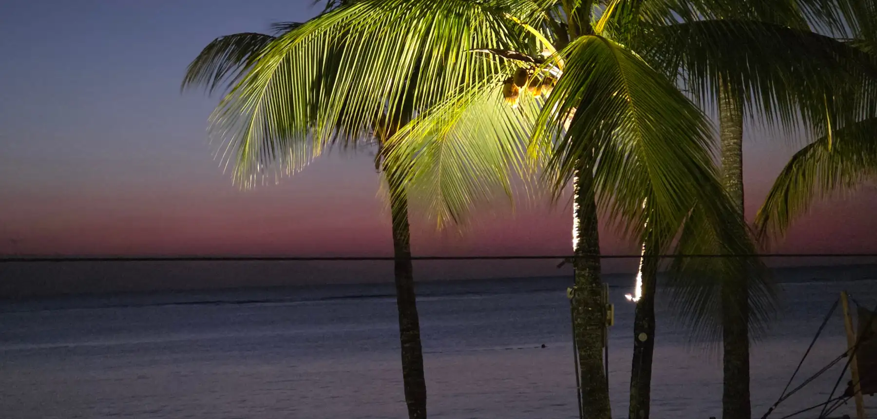 Palm trees by the ocean at dusk with soft evening light on a tropical beach