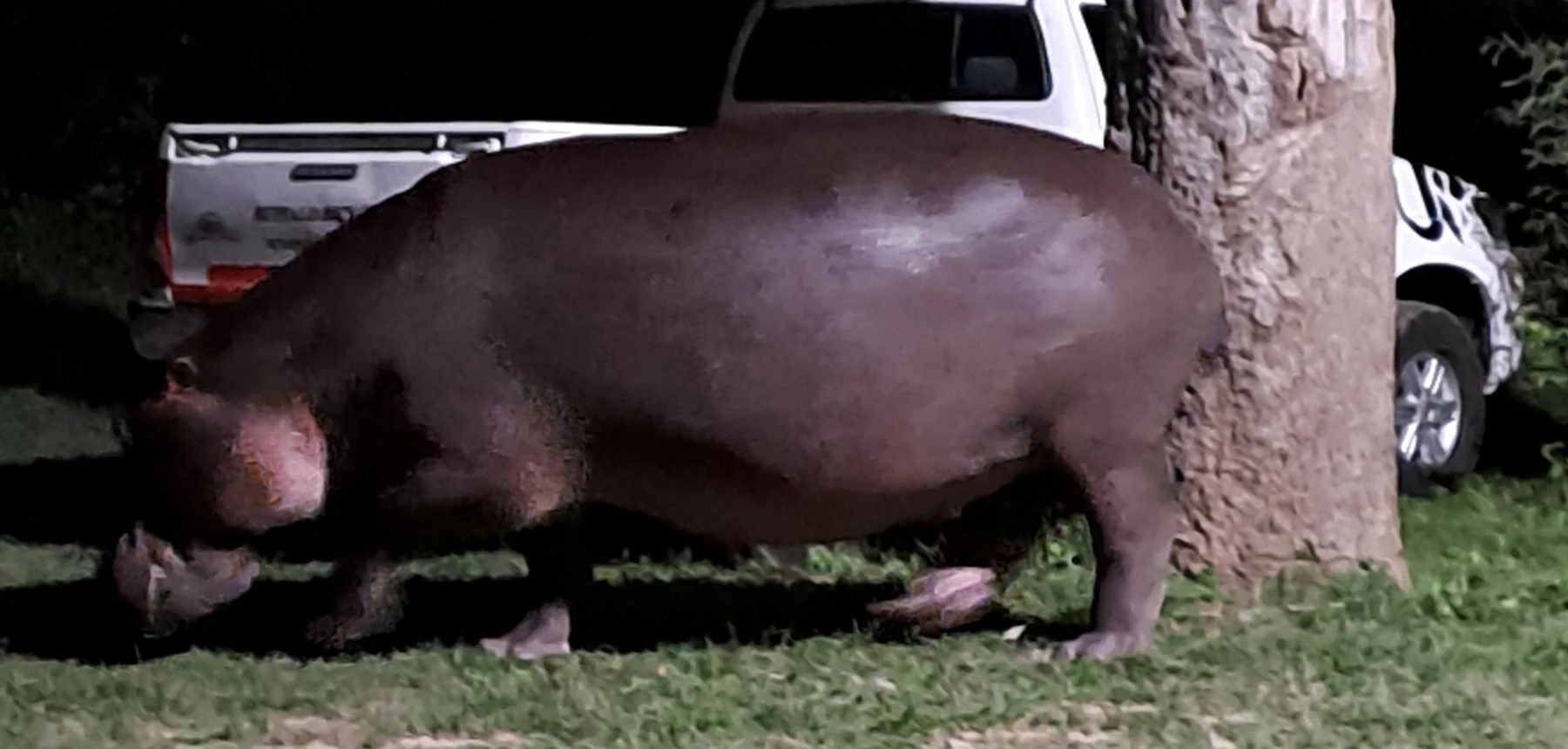 Hippopotamus walking near safari lodge vehicles at night in African wildlife setting