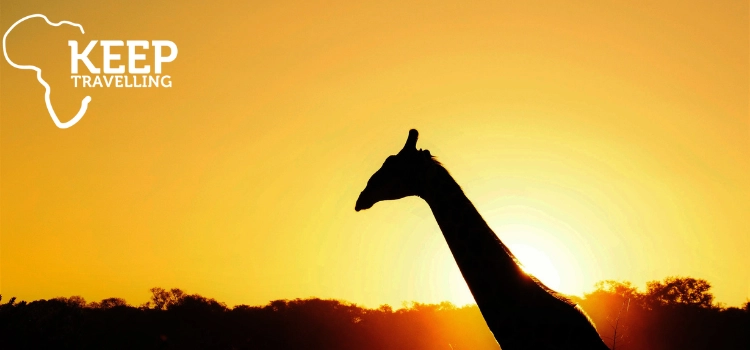 Giraffe silhouette at sunset during a Sabi Sands safari