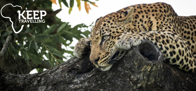 Leopard resting in a tree during a Dulini Leadwood safari