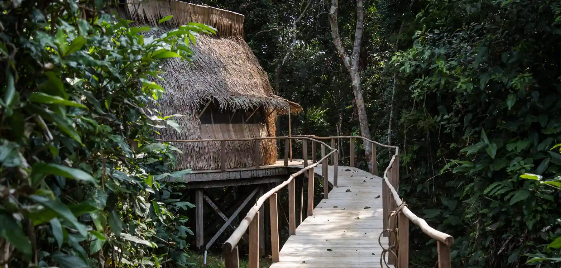 Wooden walkway leading to a rainforest lodge on a Republic of Congo safari
